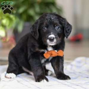 Tux, Golden Mountain Doodle Puppy